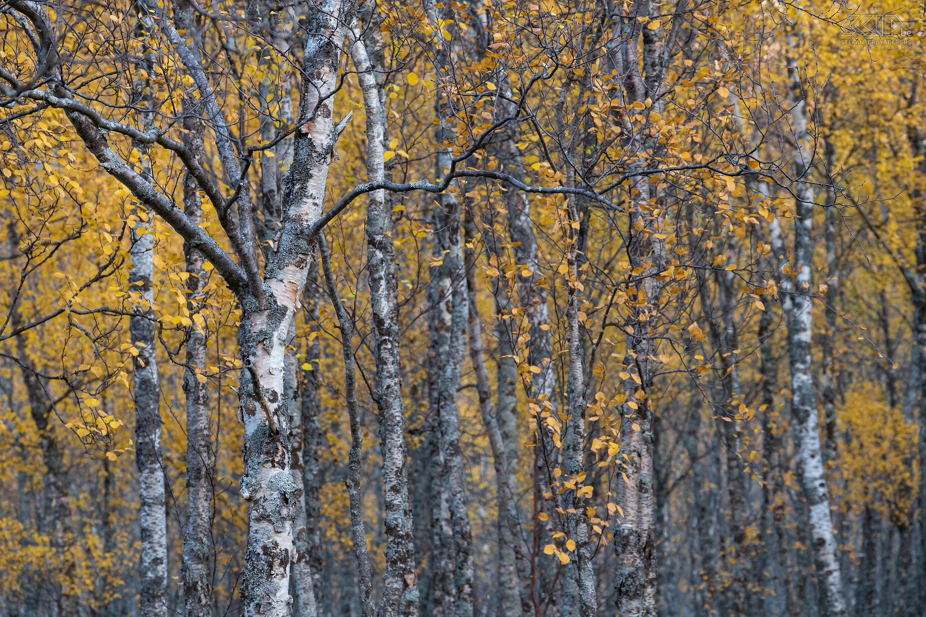 Oteren - Signaldalen - Autumn colors  Stefan Cruysberghs